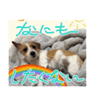 MOMOちゃん日常会話1（個別スタンプ：16）