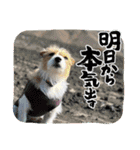 MOMOちゃん日常会話1（個別スタンプ：17）