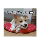 MOMOちゃん日常会話1（個別スタンプ：19）