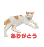 ポニョスタ218（個別スタンプ：1）