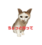ポニョスタ218（個別スタンプ：9）