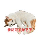 ポニョスタ218（個別スタンプ：15）