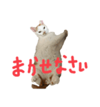 ポニョスタ218（個別スタンプ：16）