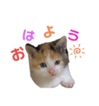 こねこ もみじ（個別スタンプ：1）