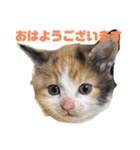 こねこ もみじ（個別スタンプ：2）