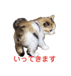 こねこ もみじ（個別スタンプ：21）