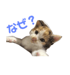 こねこ もみじ（個別スタンプ：28）