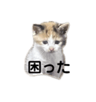 こねこ もみじ（個別スタンプ：32）