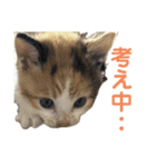 こねこ もみじ（個別スタンプ：40）