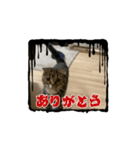 猫レンジャー（個別スタンプ：7）