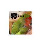 動く俺様インコのコロちゃん（個別スタンプ：6）