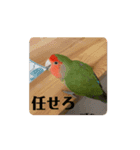 動く俺様インコのコロちゃん（個別スタンプ：7）