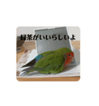 動く俺様インコのコロちゃん（個別スタンプ：10）