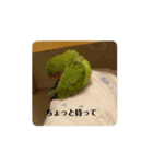 動く俺様インコのコロちゃん（個別スタンプ：15）