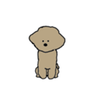 toy poodle nico simple（個別スタンプ：1）