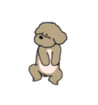 toy poodle nico simple（個別スタンプ：6）