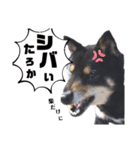 黒柴党の熊吉でし。②withニャンコ（個別スタンプ：19）