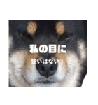 黒柴党の熊吉でし。②withニャンコ（個別スタンプ：21）