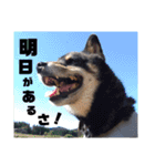 黒柴党の熊吉でし。②withニャンコ（個別スタンプ：22）