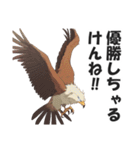 博多弁で野球の応援をする鷹【福岡・九州】（個別スタンプ：30）