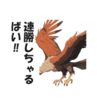 博多弁で野球の応援をする鷹【福岡・九州】（個別スタンプ：35）