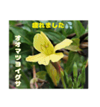 秋模様の色どりになる山野草たち（個別スタンプ：39）