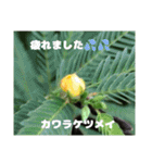 日ごろのご挨拶に 初秋の山野草を添えて（個別スタンプ：40）