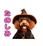 猫と犬のハロウィンパーティー（個別スタンプ：21）