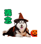 猫と犬のハロウィンパーティー（個別スタンプ：22）