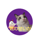 猫のミスラムダとベリル（ハロウィン）（個別スタンプ：1）