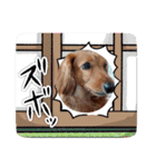 神かわいいこむぎさん（個別スタンプ：2）