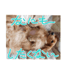 神かわいいこむぎさん（個別スタンプ：3）