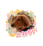 神かわいいこむぎさん（個別スタンプ：14）