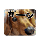神かわいいこむぎさん（個別スタンプ：17）
