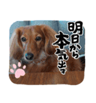 神かわいいこむぎさん（個別スタンプ：22）