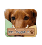 神かわいいこむぎさん（個別スタンプ：23）