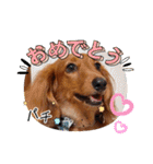 神かわいいこむぎさん（個別スタンプ：31）