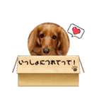 神かわいいこむぎさん（個別スタンプ：35）