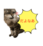 トマくんいろいろ（個別スタンプ：2）