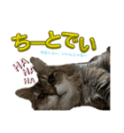 トマくんいろいろ（個別スタンプ：4）