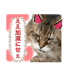 トマくんいろいろ（個別スタンプ：5）