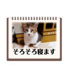 CAT 猫 ねこ ネコ（個別スタンプ：6）