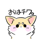 ちわわっこ。（個別スタンプ：1）