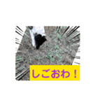 ワンコに動きを持たせたいワン（個別スタンプ：8）