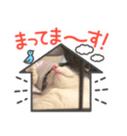 こてつ♂のツンツンスタンプ2（個別スタンプ：1）