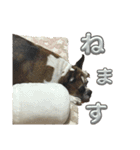 いい日ちゃむ（個別スタンプ：5）