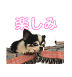 いい日ちゃむ（個別スタンプ：17）
