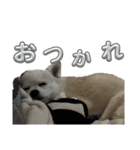いい日ちゃむ（個別スタンプ：21）