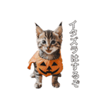 ハロウィンだ！子猫ミームで遊ぼう！（個別スタンプ：2）