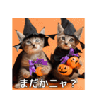 ハロウィンだ！子猫ミームで遊ぼう！（個別スタンプ：5）